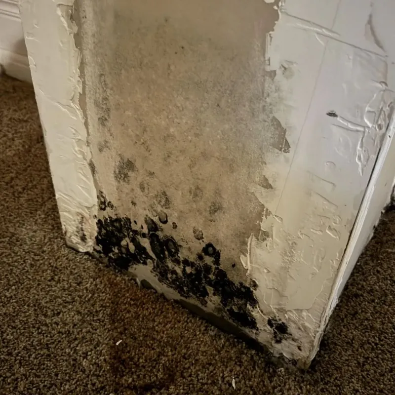 Professional Mold Removal in Maiden, NC
